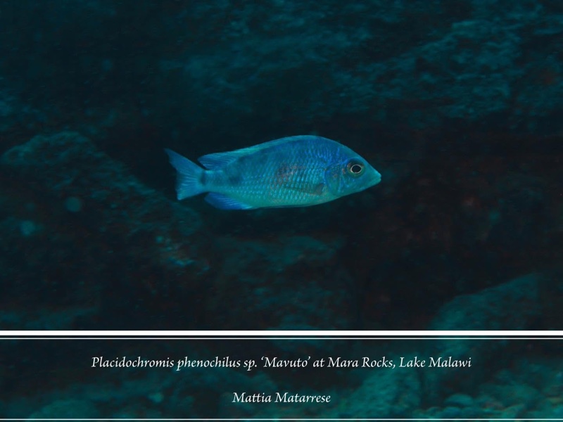 Placidochromis sp. 'phenochilus mavuto' Mara Rocks